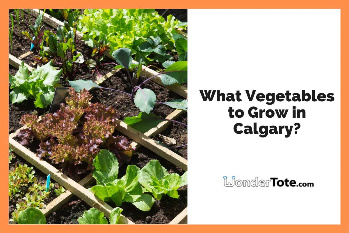 Vegetable Garden Calgary
